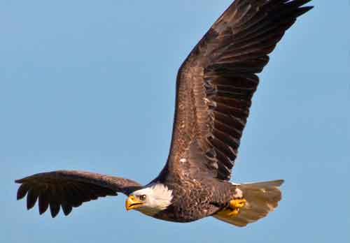 Bald Eagles