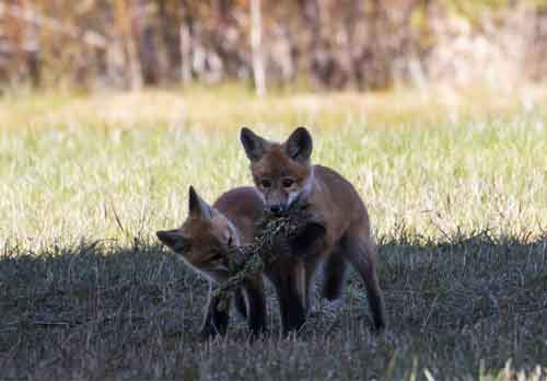 Black Foxes