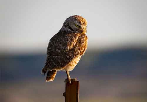 Burrowing Owls