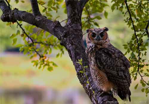 Great Horned Owls