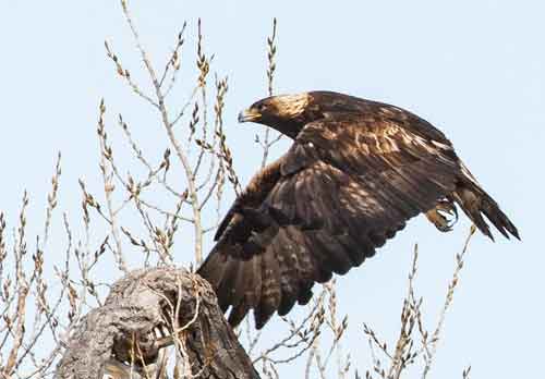 Golden Eagles