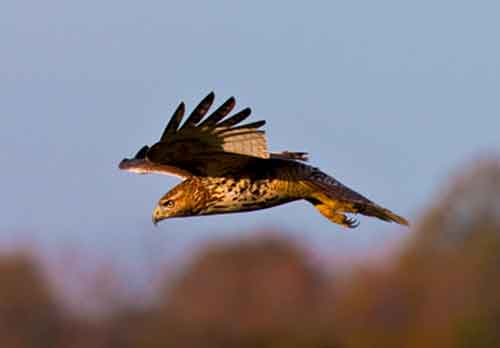 Misc Raptors