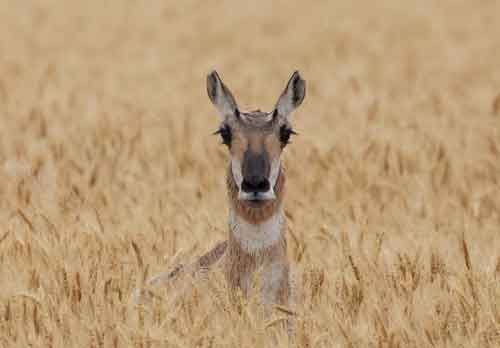 Misc Wildlife