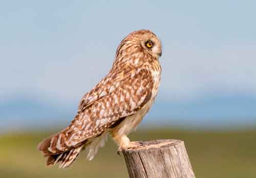 Short-Eared Owls